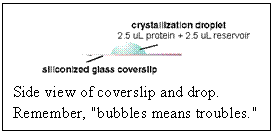 Text Box:  Side view of coverslip and drop. Remember, "bubbles means troubles."