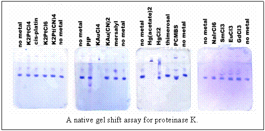 Text Box:  A native gel shift assay for proteinase K.